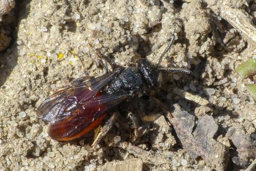 Réf. 278 688 : Sphecodes sp.